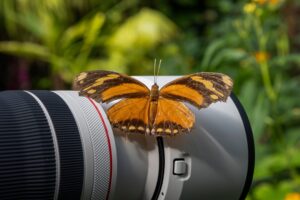 Vlinder op Lens