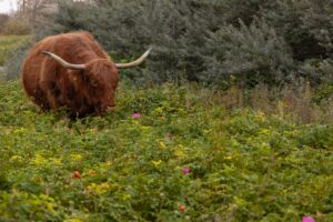 schotse hooglander in kijkduin