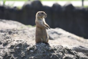 woestijnmuis staand